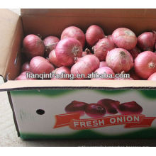onion supplier